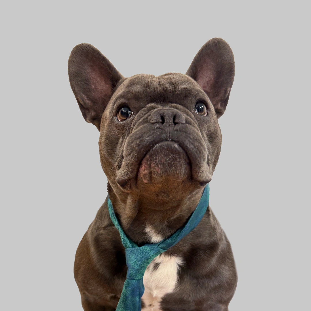 Apollo
